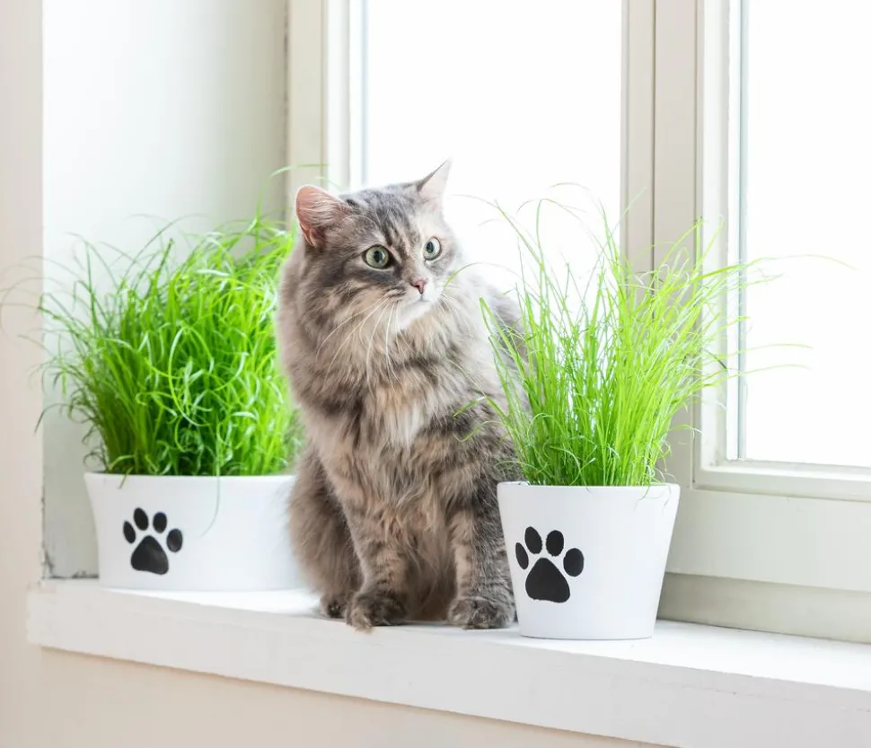 Dehner Lieblinge Katzengras Saatgut, 100 g