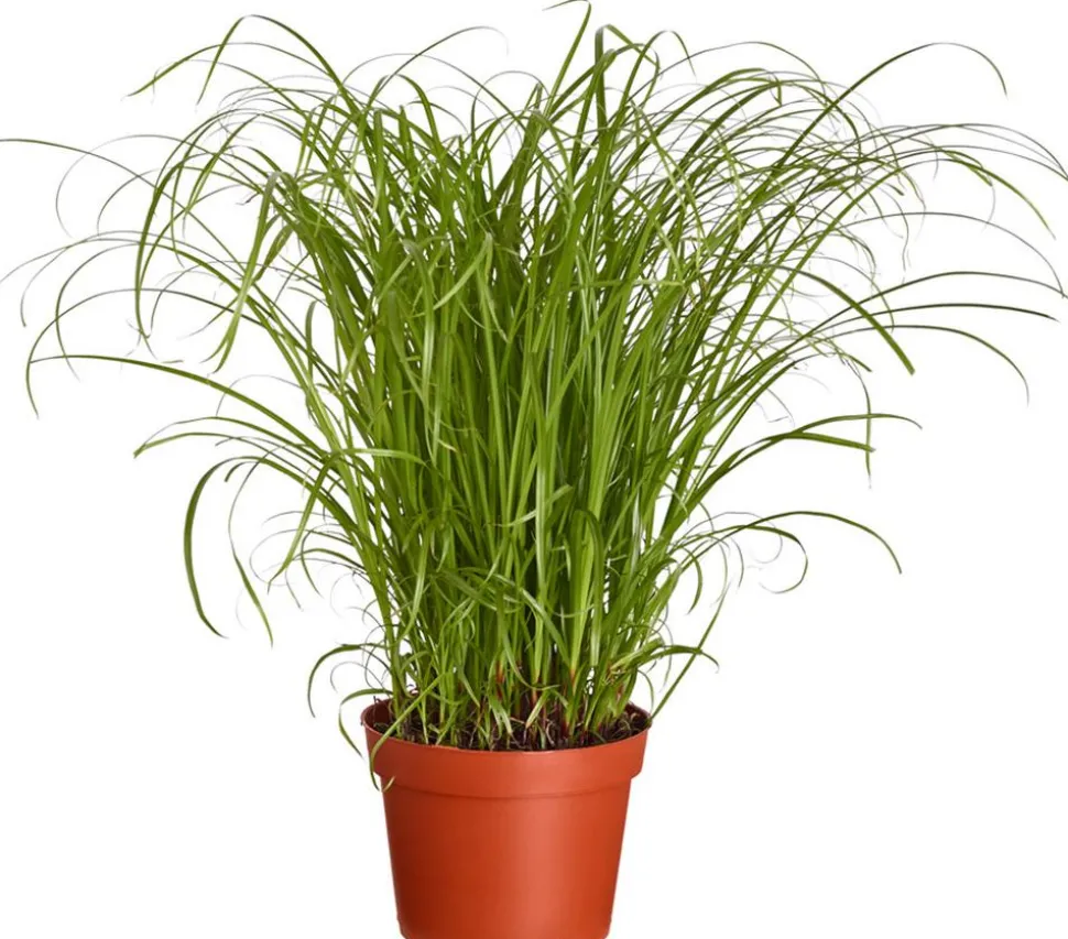 Dehner Lieblinge Katzengras - Cyperus zumula