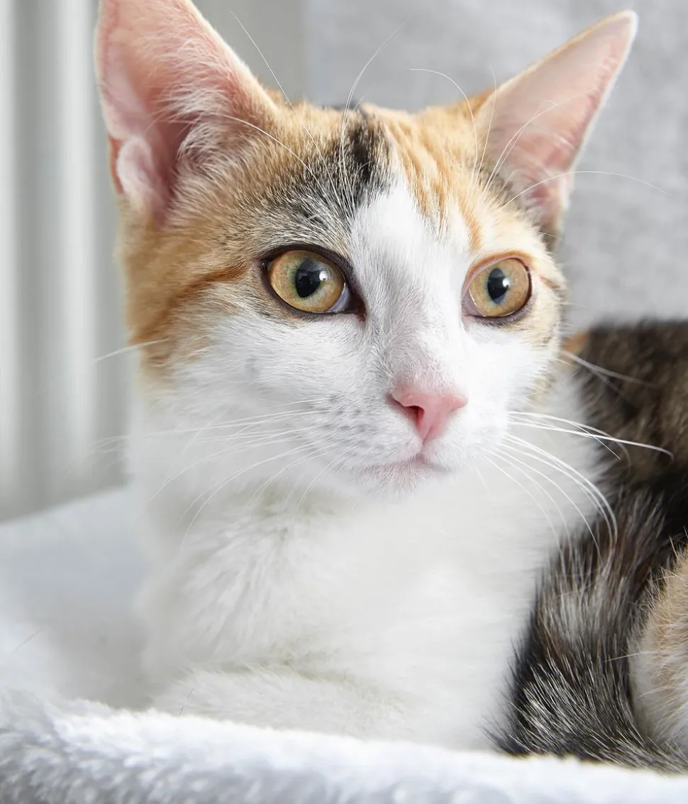 Dehner Lieblinge Katzen-Heizungshängematte Homey