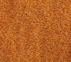 Dehner Lieblinge Marokkohirse, 1 kg