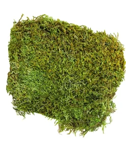 Dehner Lieblinge Waldmoos, 50 g