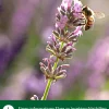 Dehner Natura Premium Insektenhotel Trentino
