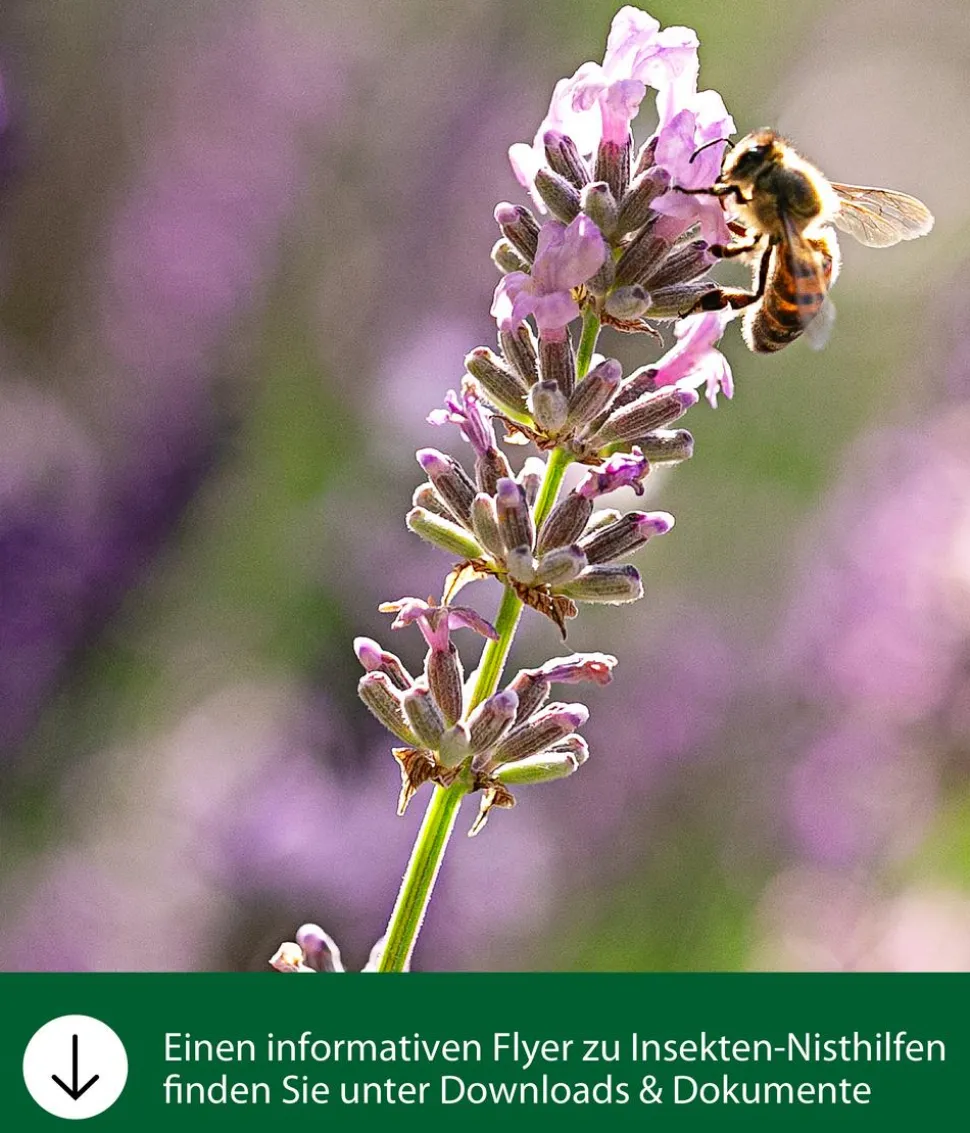 Dehner Natura Premium Schmetterlings-Futterstation