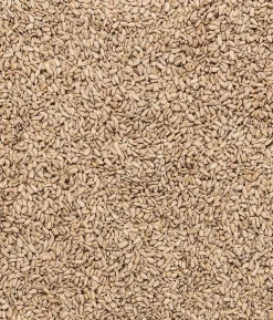Dehner Natura Premium Wildvogelfutter Geschälte Sonnenblumenkerne