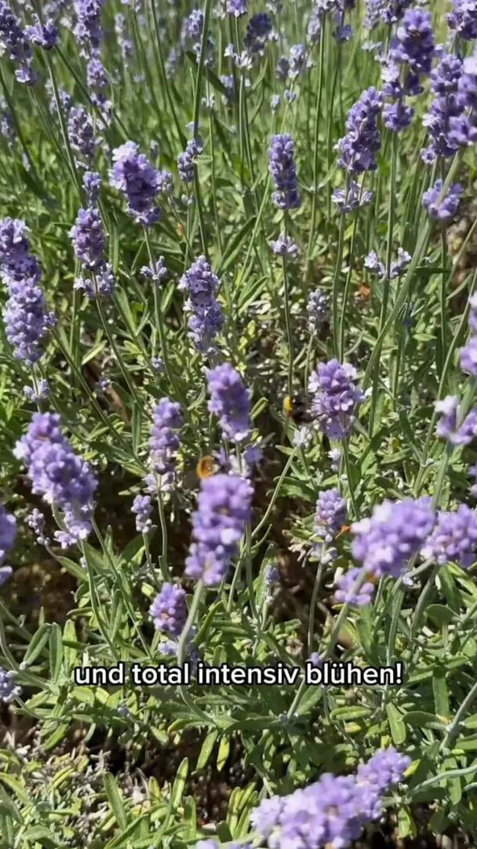 Dehner Schattenglöckchen, Japanische Lavendelheide 'Mountain Fire'