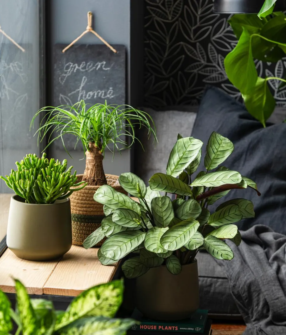 Dehner Seegras-Korb Harmony, rund