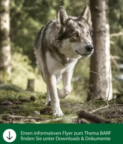 Dehner Wild Nature BARF-Ergänzungsfutter für Hunde Eierschalenpulver