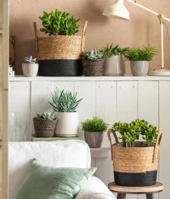 Dickblatt - Crassula cultivars, verschiedene Sorten