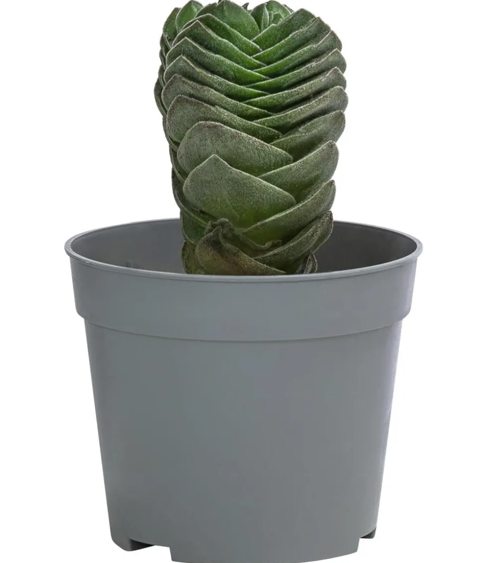 Dickblatt - Crassula pyramidalis 'Buddha's Temple'