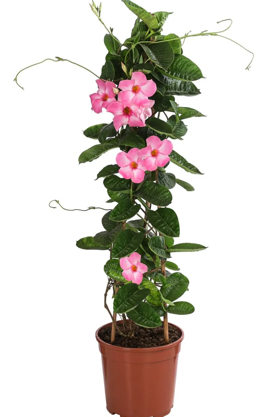 Dipladenie, Pyramide, rosa
