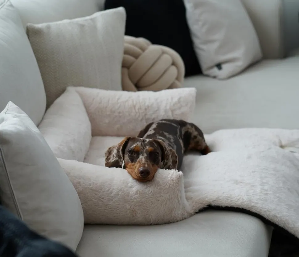 District 70 Hundesofa Nuzzle