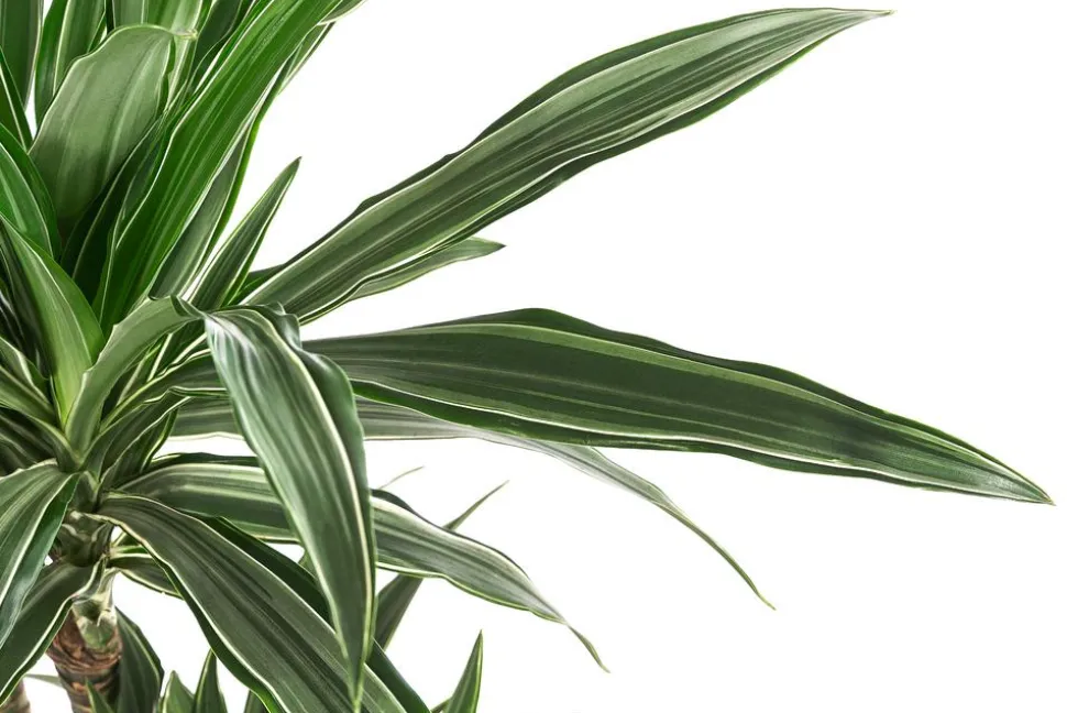 Drachenbaum - Dracaena deremensis, Hydrokultur
