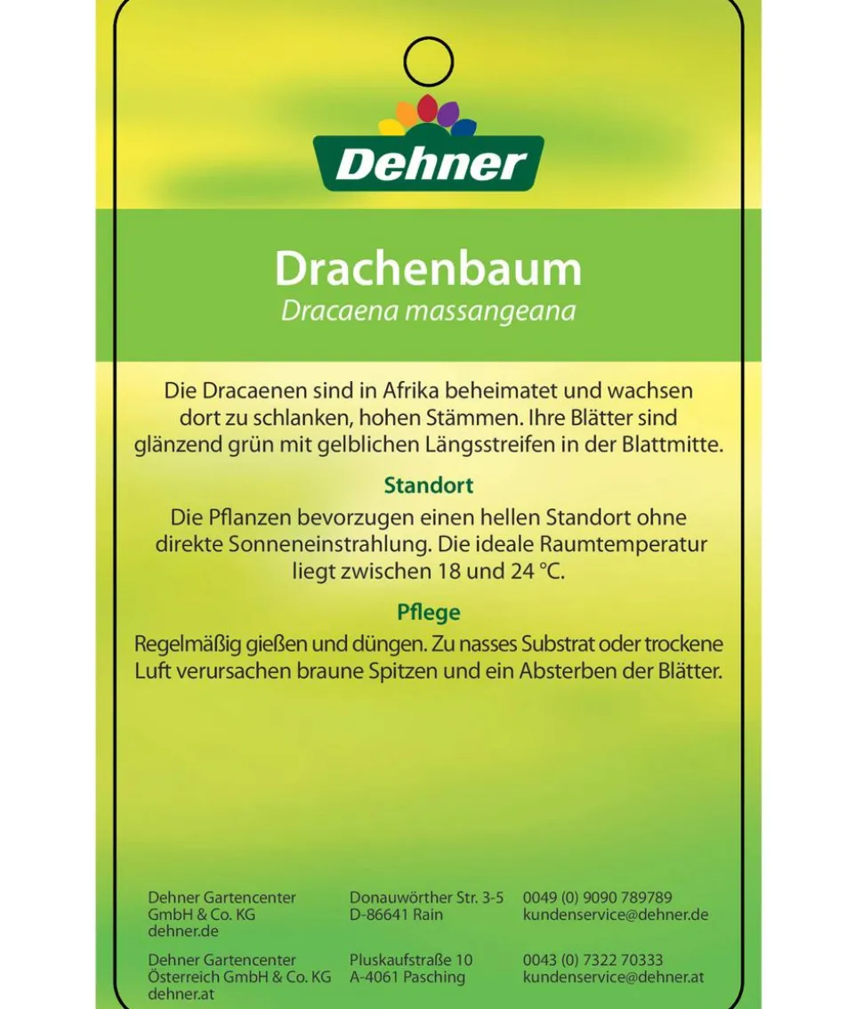 Drachenbaum - Dracaena fragrans 'Massangeana', Karussell