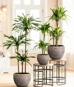 Drachenbaum - Dracaena fragrans var. Stedneri 'Golden Coast'