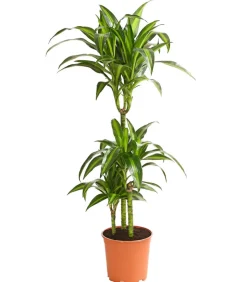 Drachenbaum - Dracaena fragrans var. Stedneri 'Golden Coast'