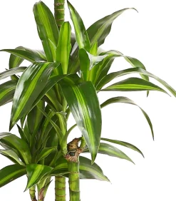 Drachenbaum - Dracaena fragrans 'Hawaiian Sunshine'
