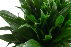 Drachenbaum - Dracaena fragrans 'Rikki'