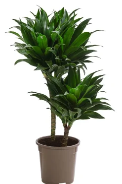 Drachenbaum - Dracaena fragrans 'Rikki'