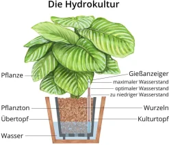 Drachenbaum - Dracaena 'Lemon Lime', Hydrokultur