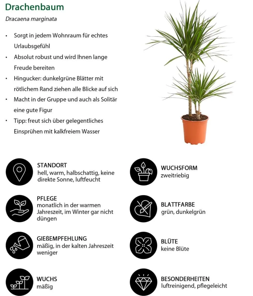 Drachenbaum - Dracaena marginata
