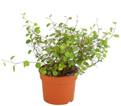 Drahtstrauch - Muehlenbeckia complexa