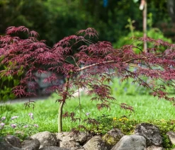 Dunkelroter Schlitz-Ahorn 'Dissectum Garnet'