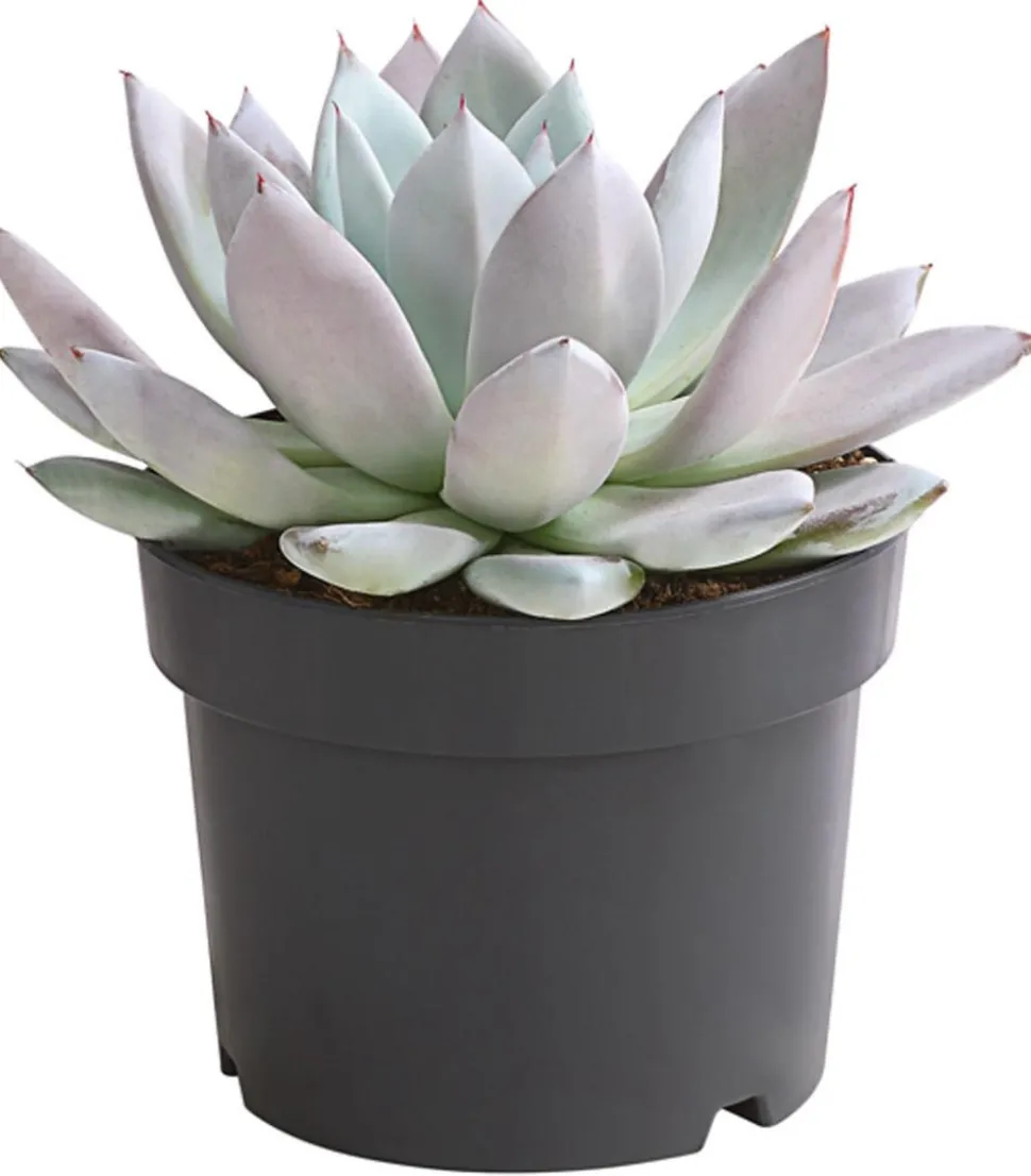 Echeverie - Echeveria-Hybride 'Mexican Giant'