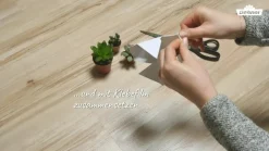 Echeverien-Set - Echeveria, verschiedene Sorten