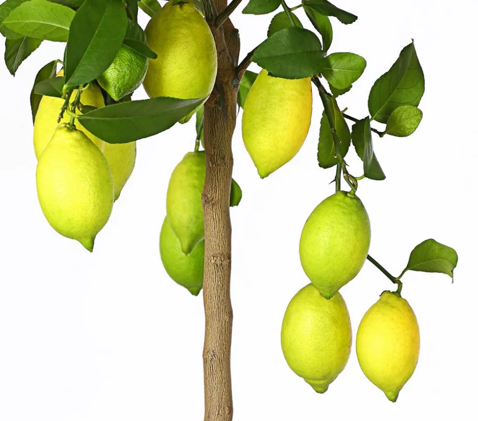 Echte Zitrone
