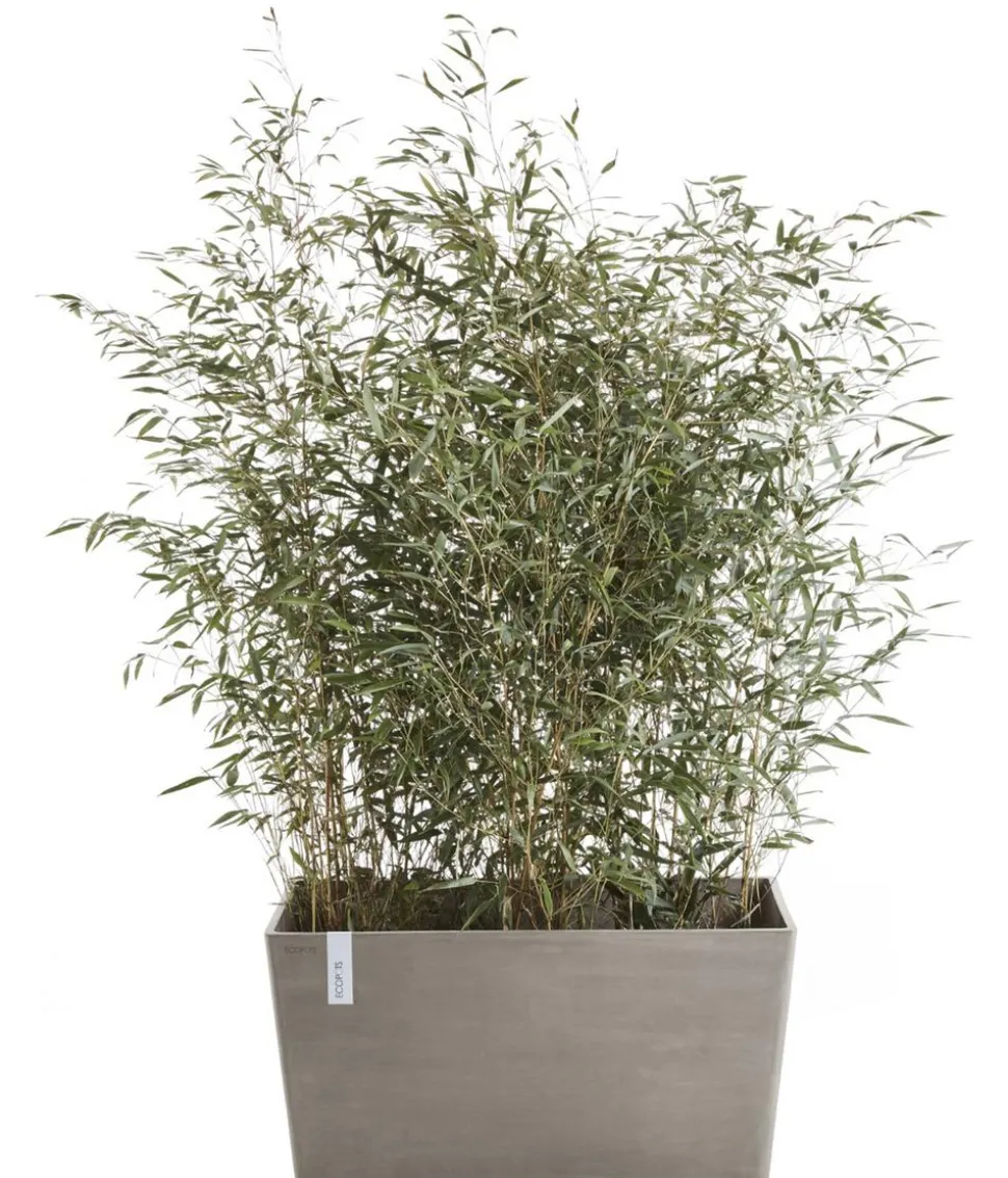 Ecopots Kunststoff-Kasten Paris, rechteckig