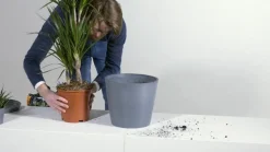 Ecopots Kunststoff-Schale Sofia mit Wassersystem, oval