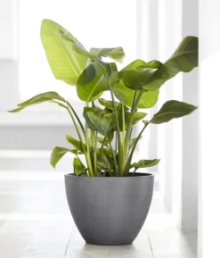 Ecopots Kunststoff-Topf Antwerp, rund
