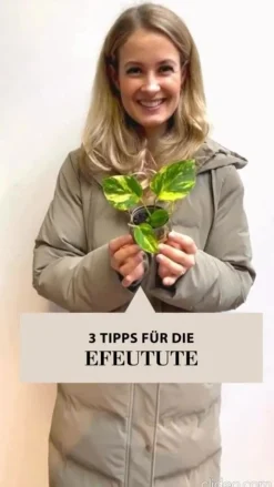 Efeutute - Epipremnum aureum am Kratistestab