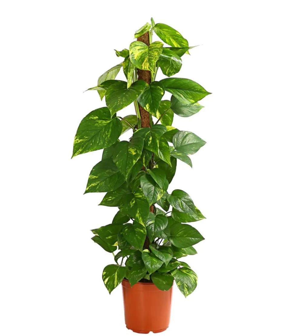 Efeutute - Epipremnum aureum am Moosstab