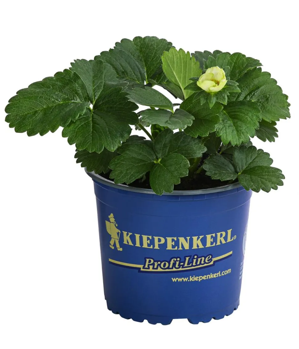 Erdbeere 'Elan'