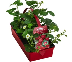 Erdbeere 'Polka', 8er-Schale