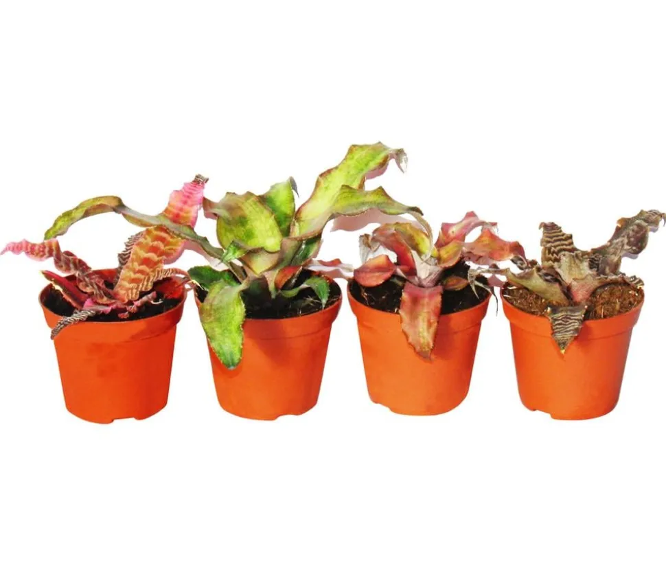 Erdbromelien-Set - Cryptanthus, 4-teilig