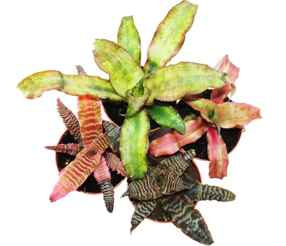 Erdbromelien-Set - Cryptanthus, 4-teilig