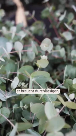 Eukalyptus
