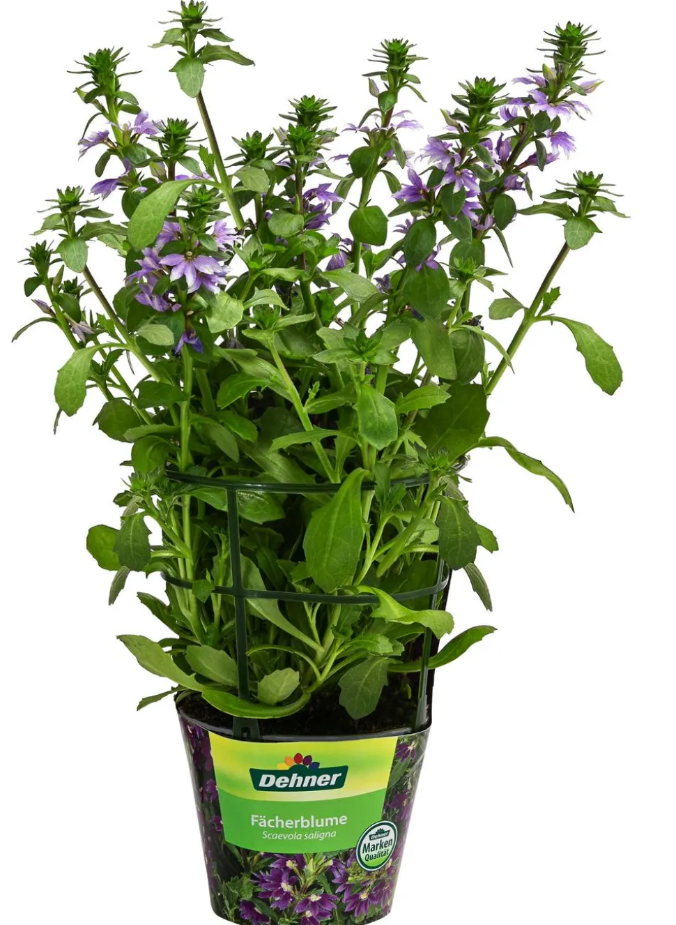 Fächerblume
