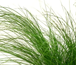 Federgras 'Pony Tails'