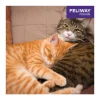 FELIWAY® Alltagshelfer Friends Nachfüllflakon