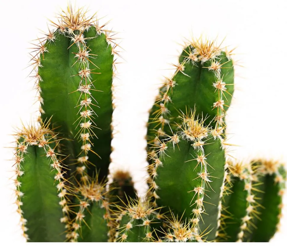 Felsenkaktus - Cereus repandus/Cereus peruvianus
