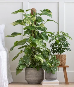 Fensterblatt - Monstera adansonii