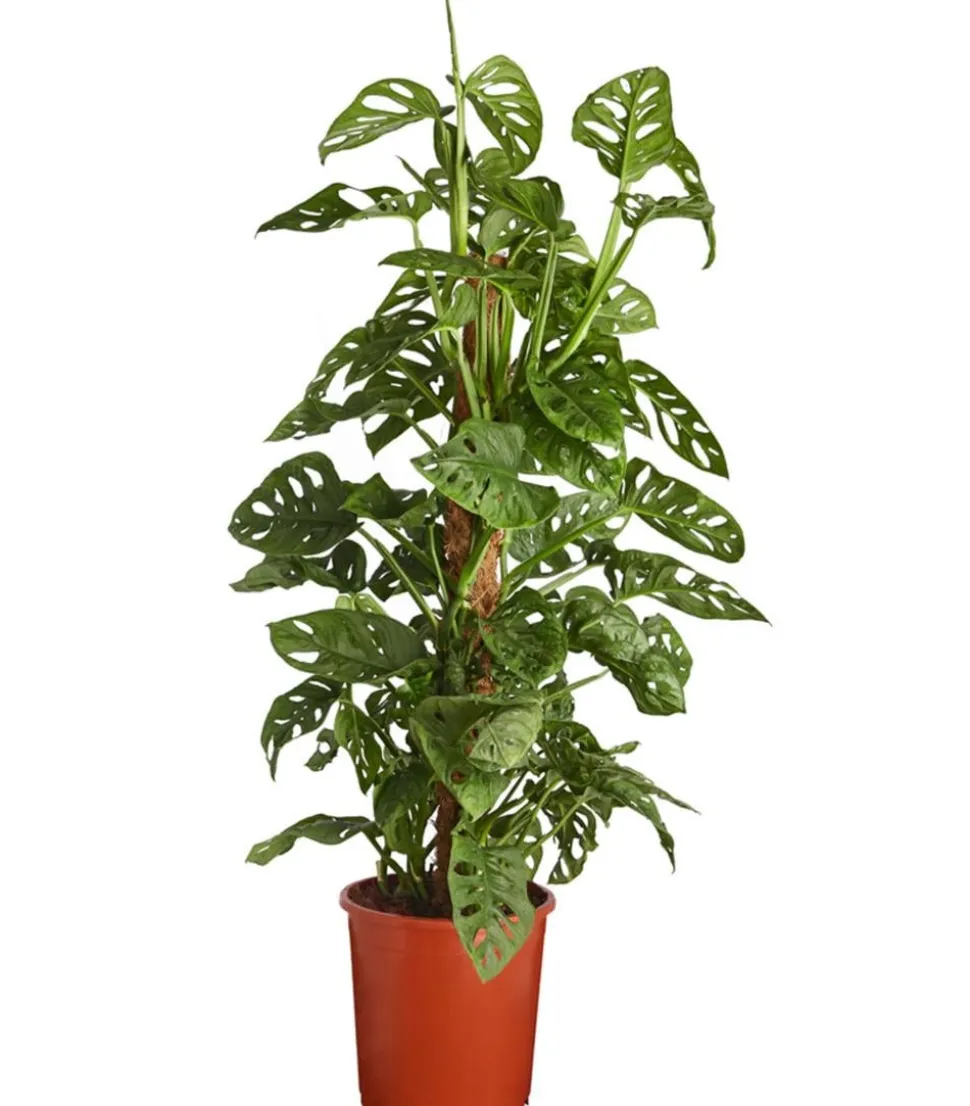 Fensterblatt - Monstera adansonii