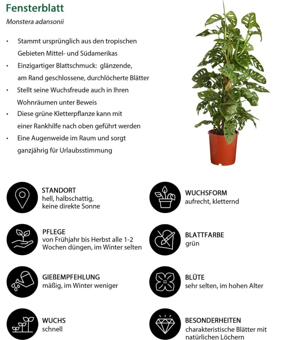 Fensterblatt - Monstera adansonii