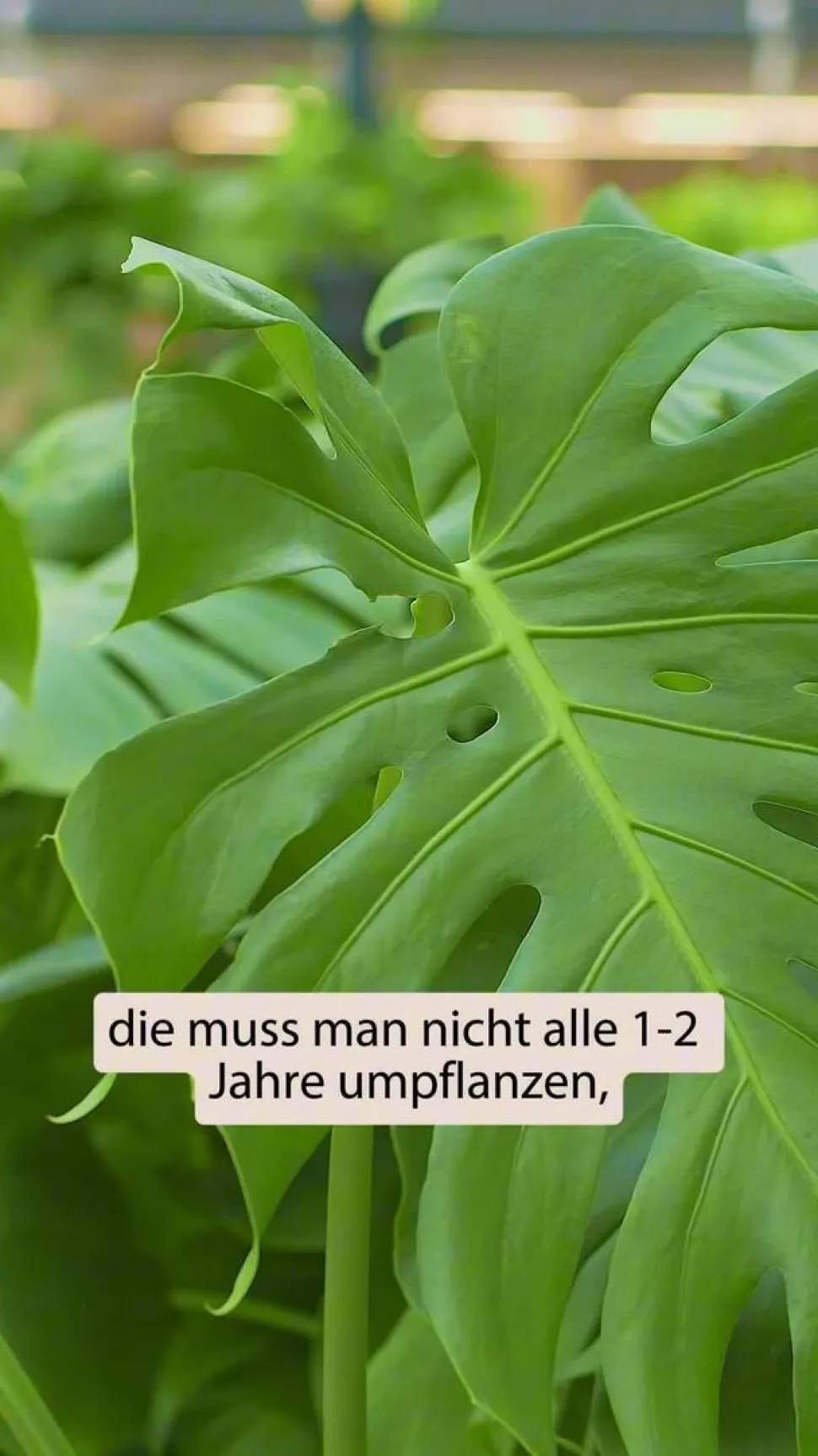 Fensterblatt - Monstera deliciosa 'Thai Constellation', panaschiert
