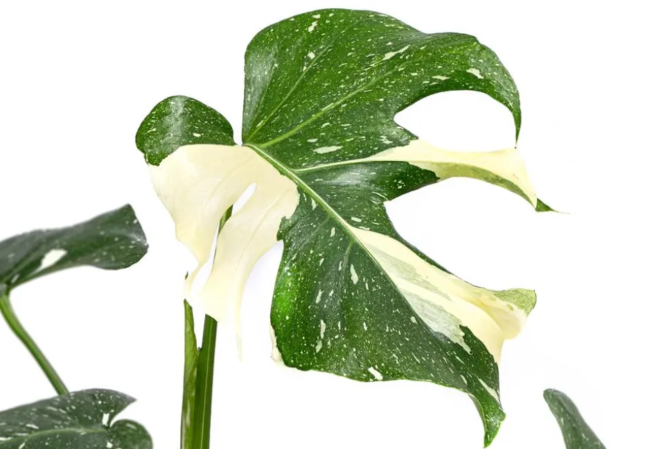 Fensterblatt - Monstera deliciosa 'Thai Constellation', panaschiert