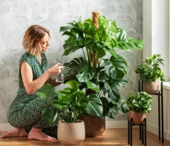 Fensterblatt - Monstera deliciosa