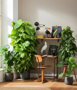 Fensterblatt - Monstera deliciosa